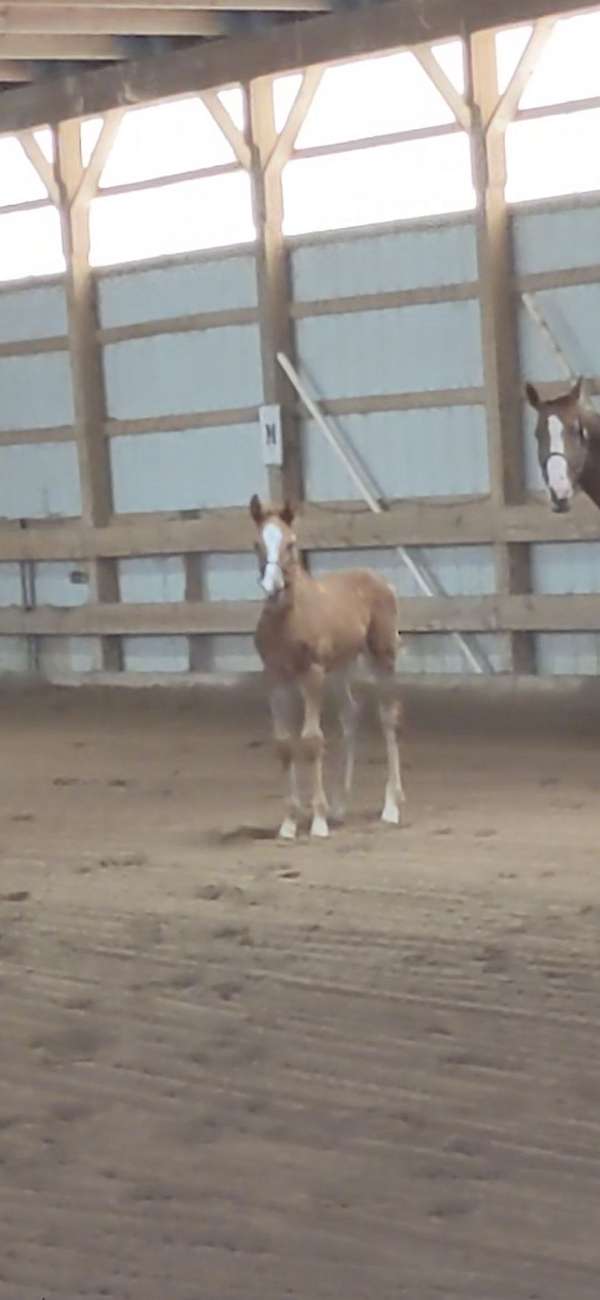 dressage-irish-draught-horse