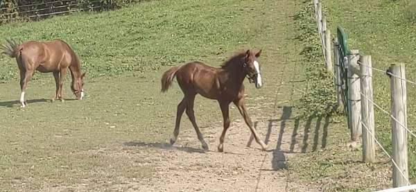 eventing-irish-draught-horse