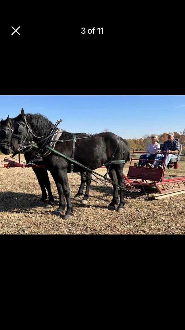 black-percheron-foal