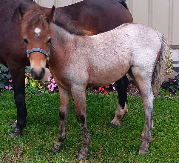 red-roan-star-2-whites-horse