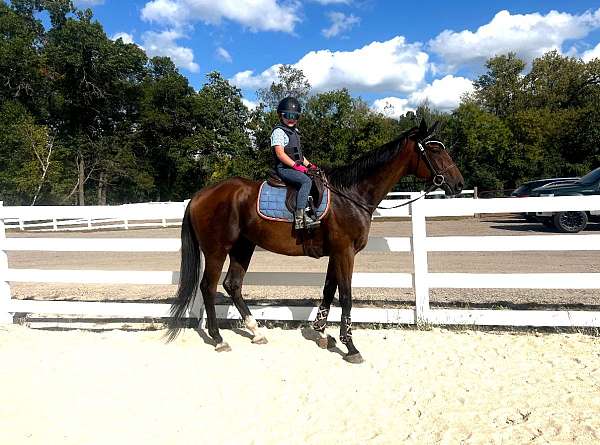 beautiful-markings-thoroughbred-horse