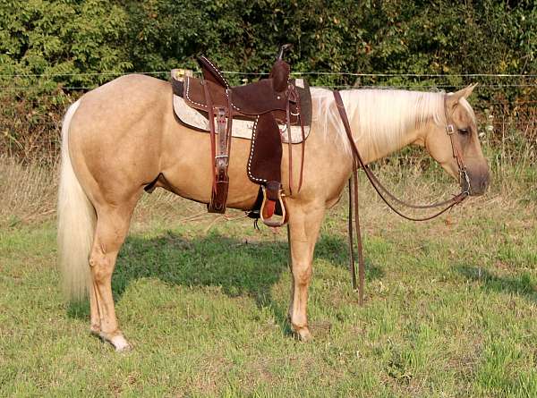 all-around-quarter-horse