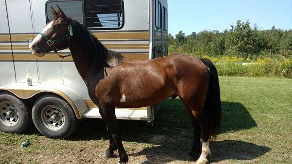 dressage-arabian-paint-horse