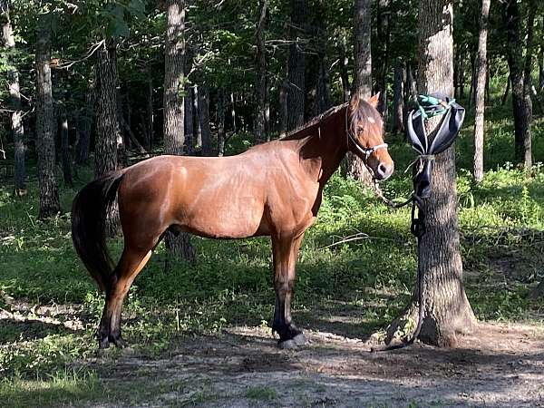 missouri-fox-trotter-gelding