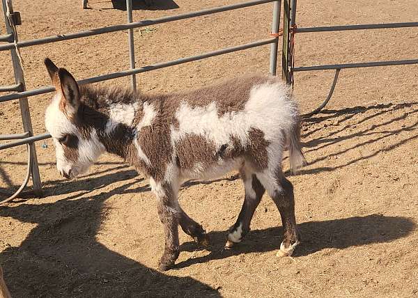 donkey-colt