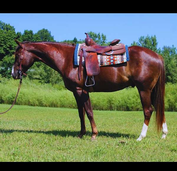 rear-white-socks-horse