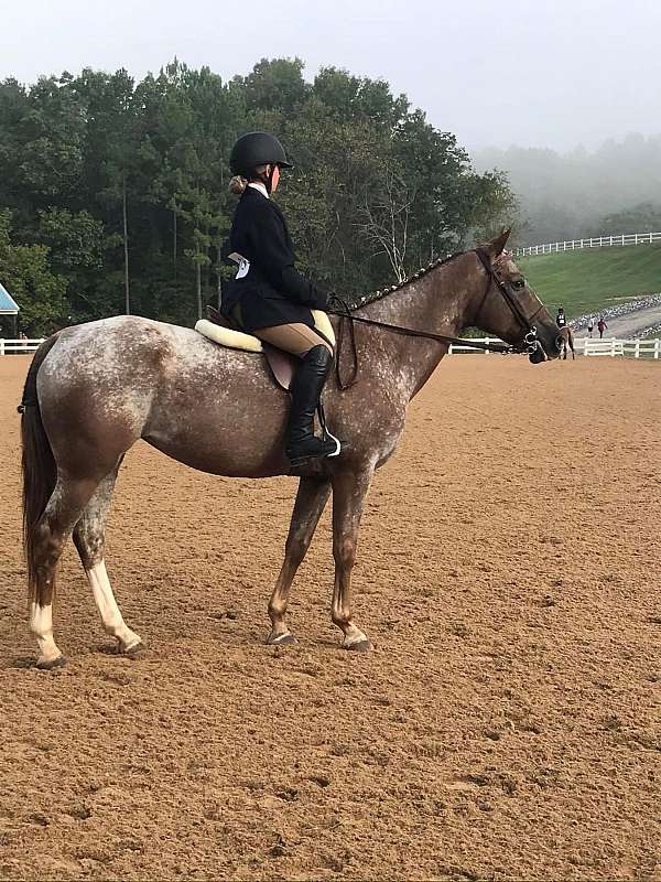 sidesaddle-pony-poa-pony