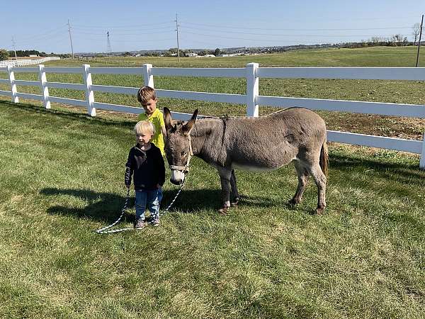 kid-miniature-donkey