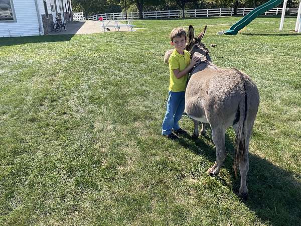 safe-miniature-donkey