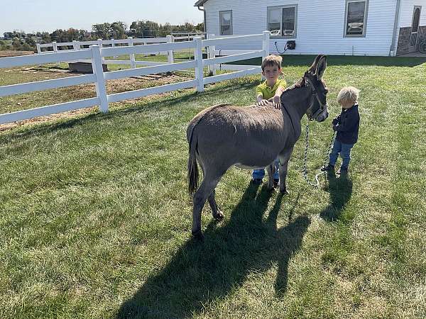 therapy-miniature-donkey