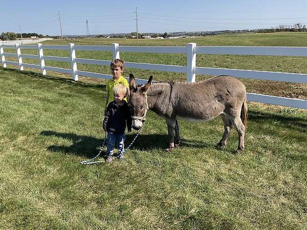 bombproof-miniature-donkey