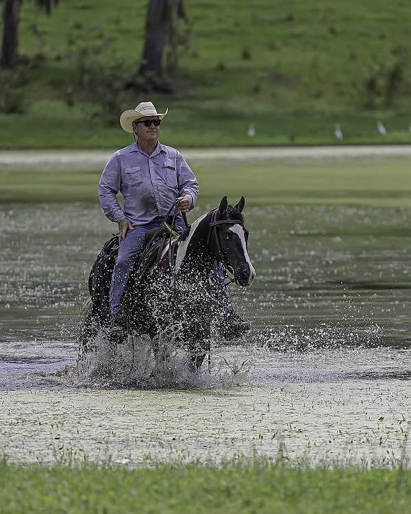 paint-gelding