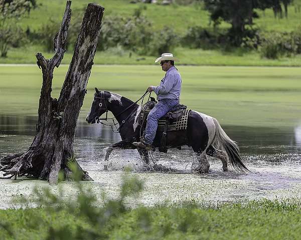 paint-gelding