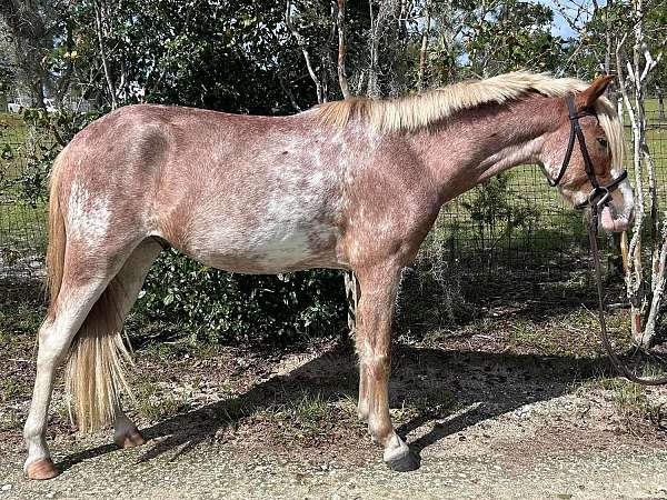 palomino-pintaloosa-pony