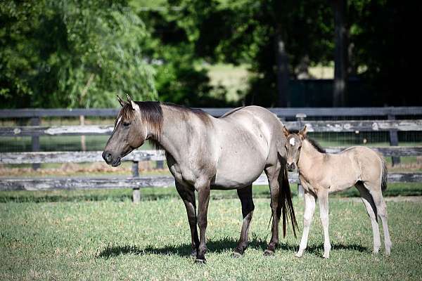 black-dun-mule-mare