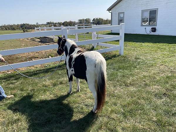 broke-to-ride-drive-miniature-pony