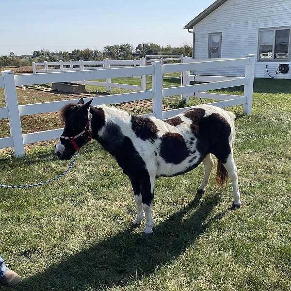 good-miniature-pony