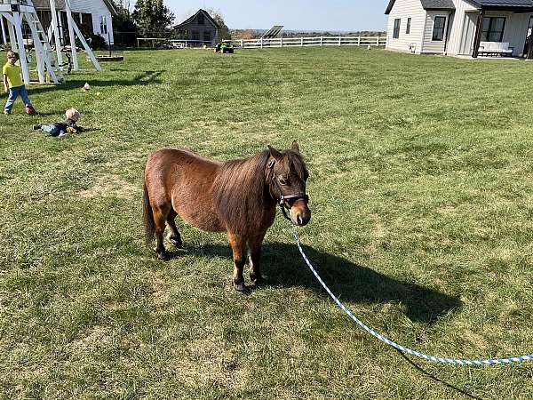 charlie-miniature-horse