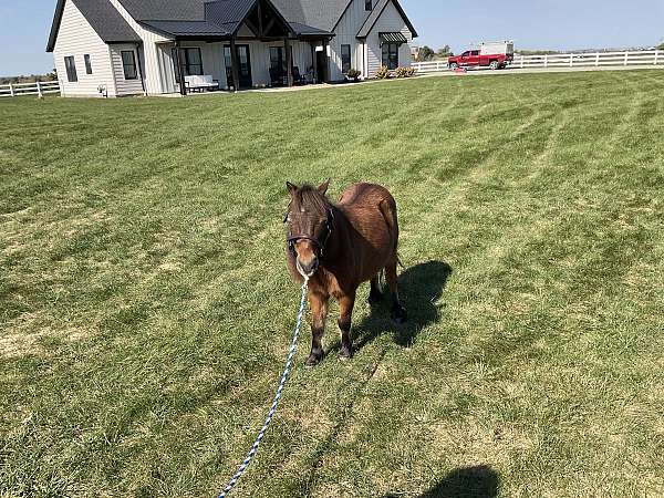 dog-miniature-horse