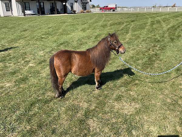 good-broke-miniature-horse