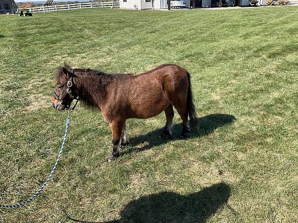 sweetheart-miniature-horse