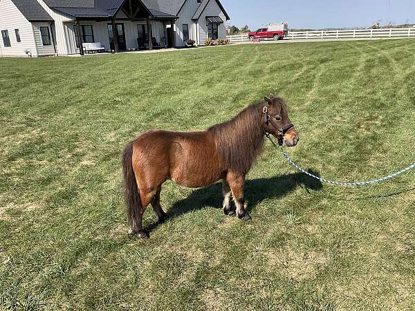 miniature-therapy-gelding