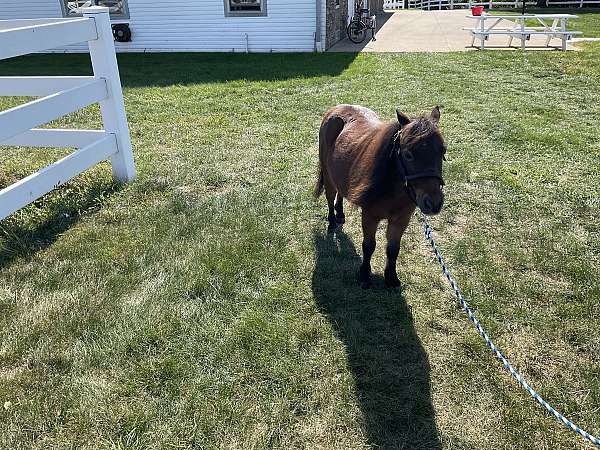 all-around-miniature-horse