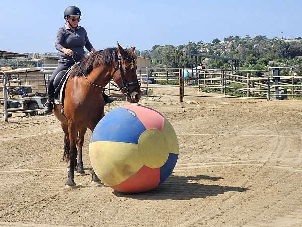 bosal-friesian-horse