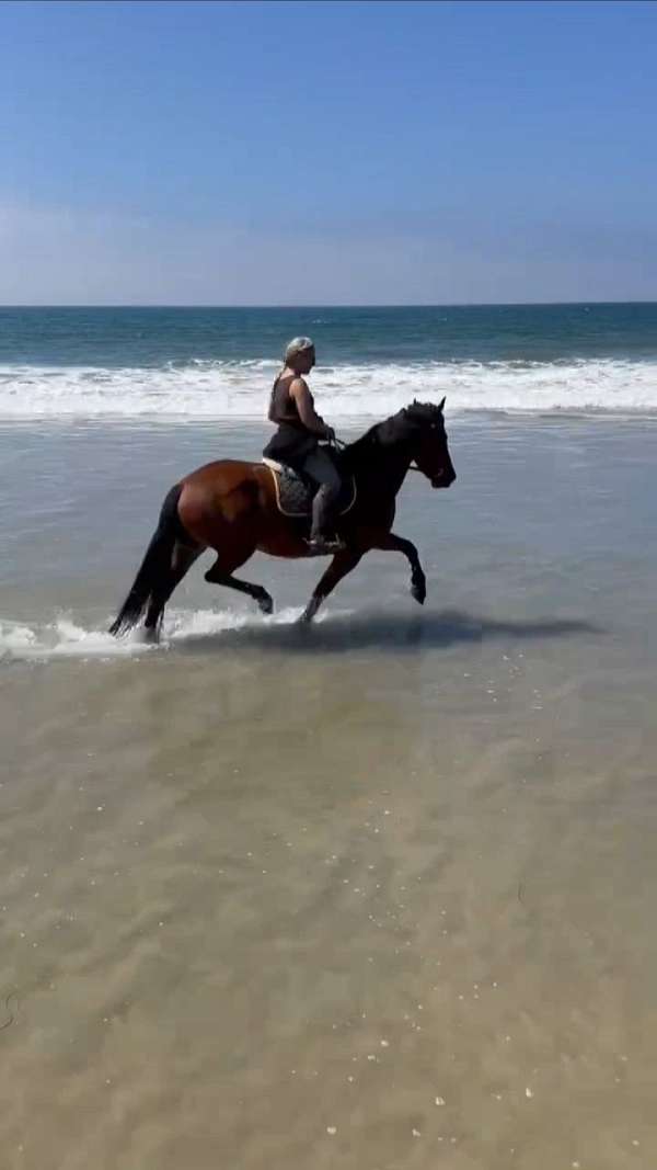 upper-level-prospect-friesian-horse