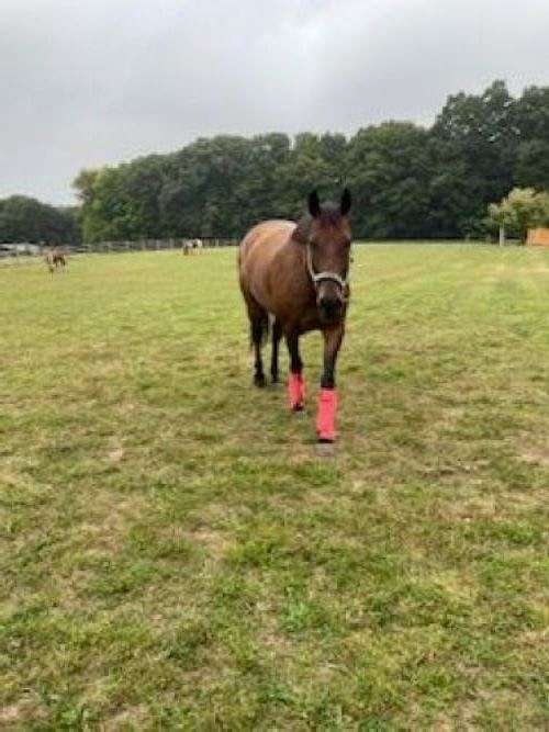 project-horse-dutch-warmblood