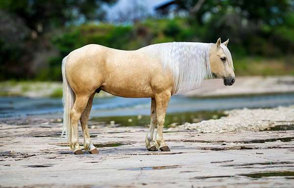 versatility-ranch-horse-gelding