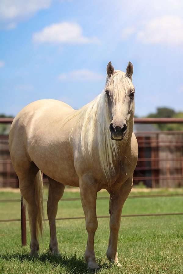 gentle-quarter-horse