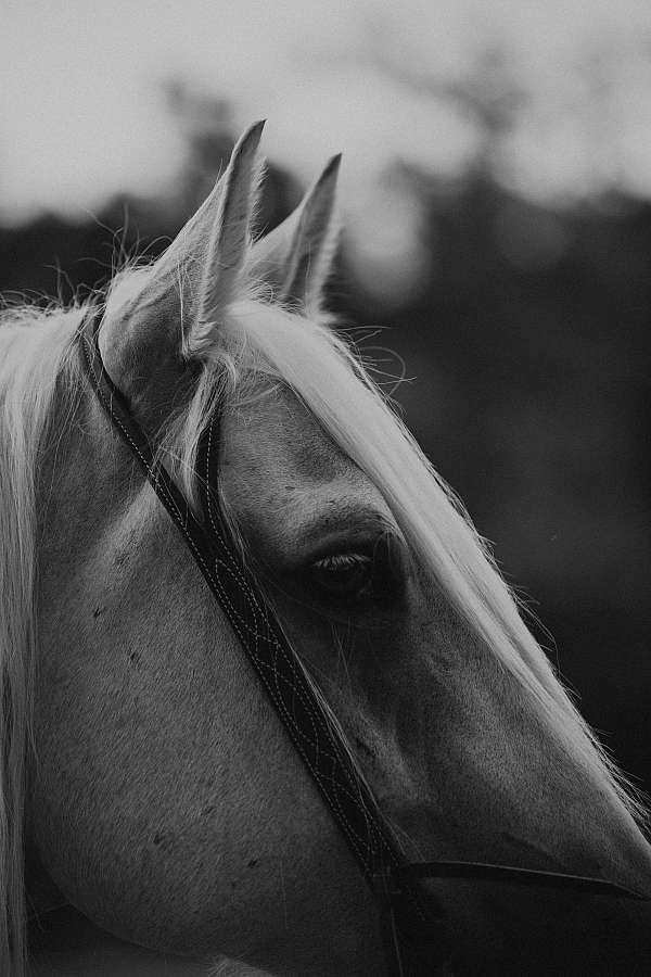 long-mane-quarter-horse