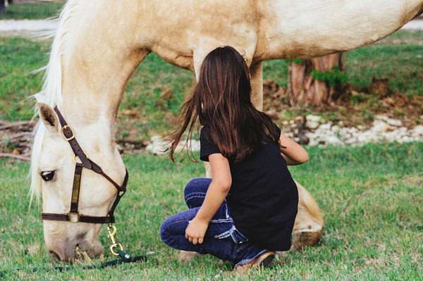 ranch-quarter-horse