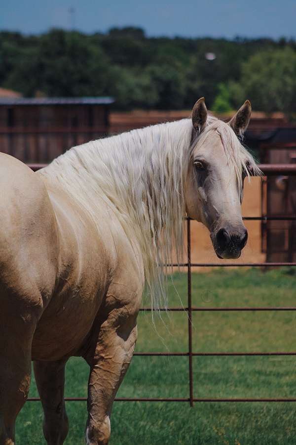 cowboy-mounted-shooting-quarter-horse