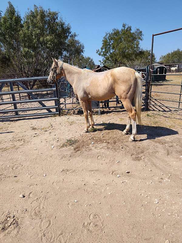 ranch-vaquero-horse