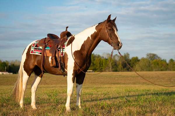 parade-paint-horse