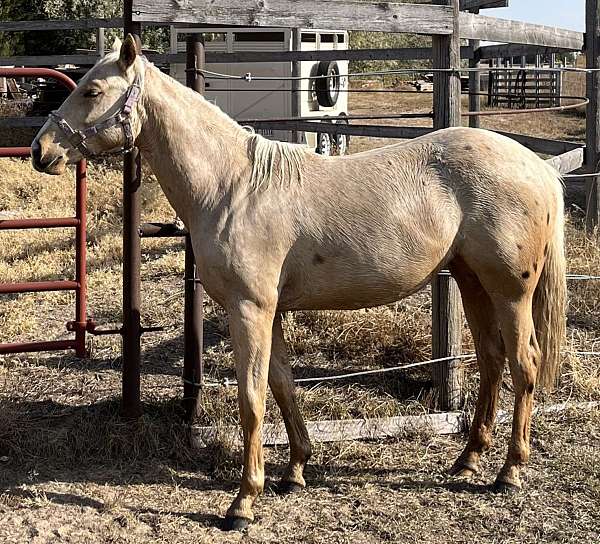 athletic-quarter-horse