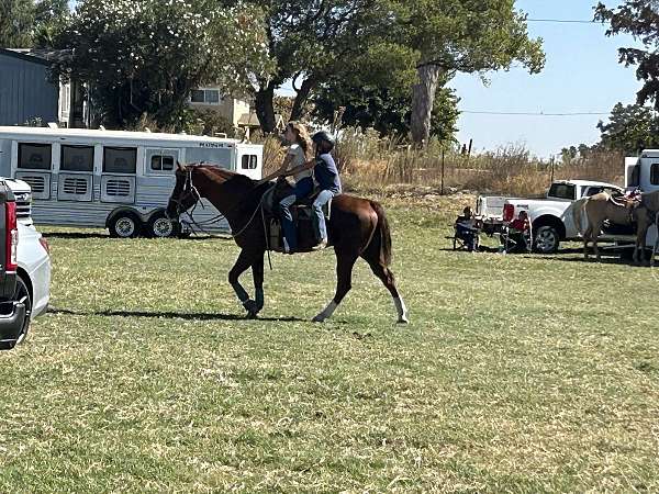 quarter-horse-gelding