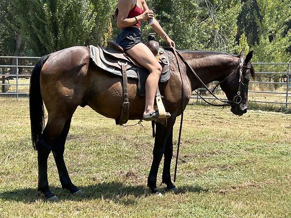 azteca-gelding