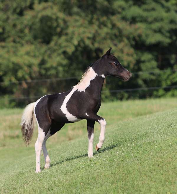 7-hand-miniature-colt