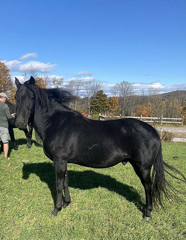 friesian-gelding