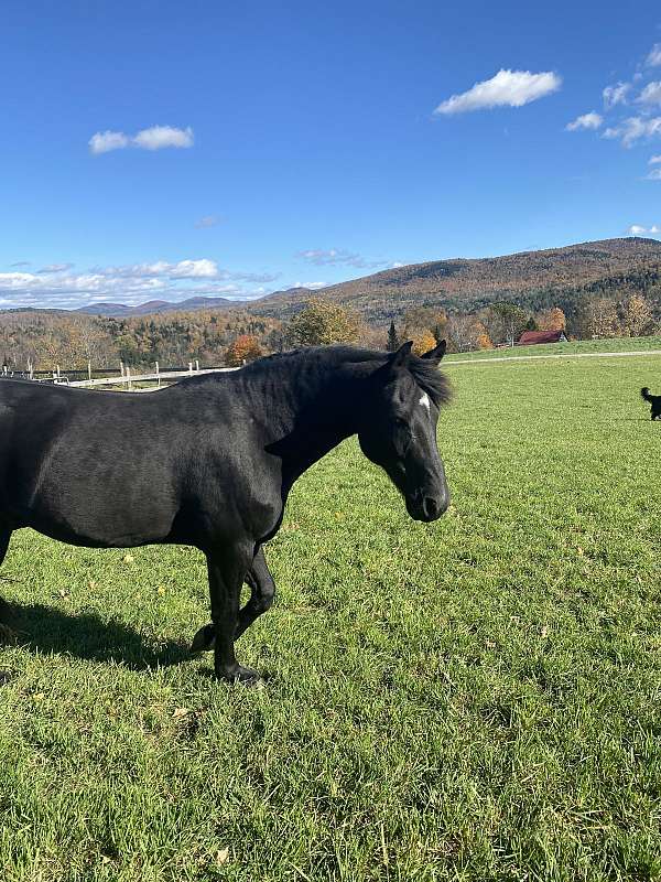 friesian-gelding