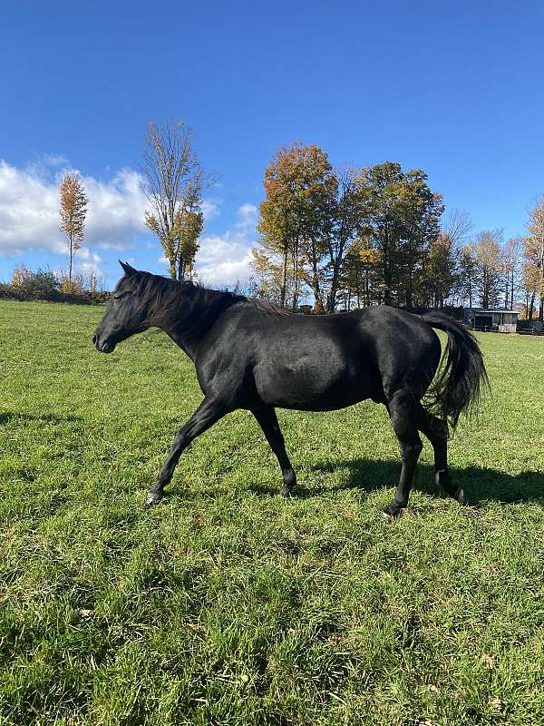 friesian-gelding