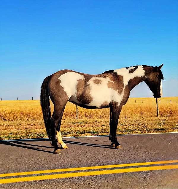 grulla-overo-all-around-pony