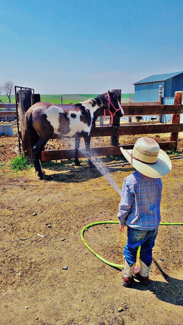 grulla-overo-cross-pony