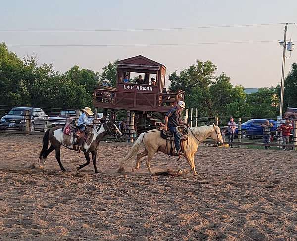 grulla-overo-pack-pony