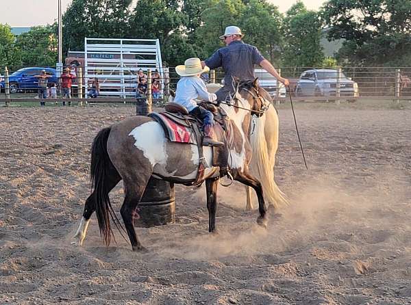 grulla-overo-pony-quarter-pony-for-sale