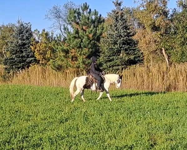 black-white-ranch-versatility-horse