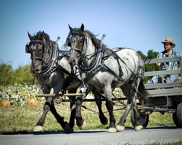 amish-draft-horse